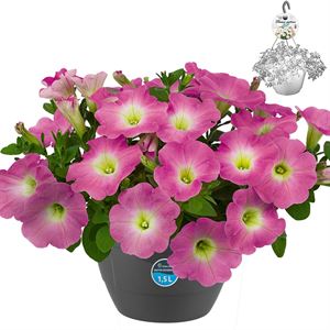 Afbeelding van HP27 Petunia Magenta white